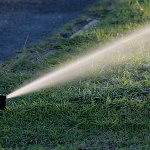 Pop-up sprinkler watering a lawn in the early morning