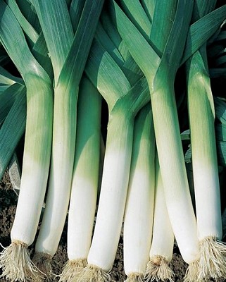 Leek - Lancia Coated Organic