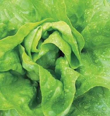Lettuce - Buttercrunch