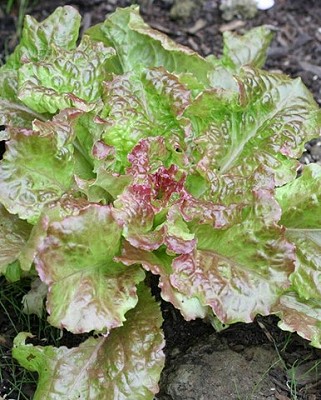 Lettuce - Drunken Woman Organic