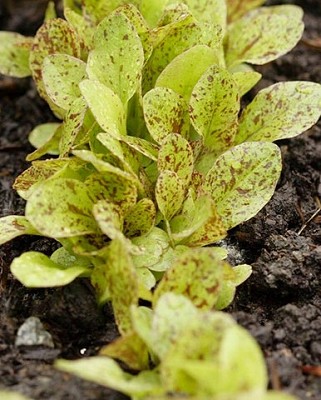 Lettuce - Freckles