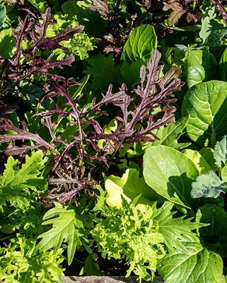 Lettuce - Global Gourmet Pelleted