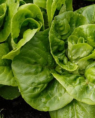 Lettuce - Little Gem, Romaine