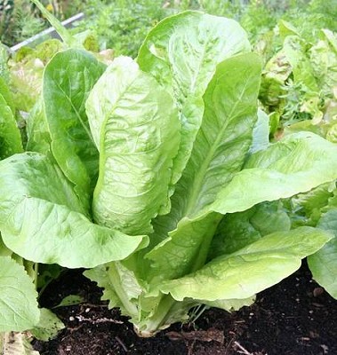 Lettuce - Parris Island Cos, Romaine