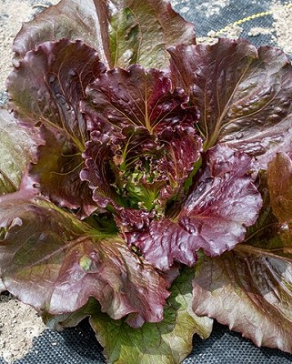 Lettuce - Red Iceberg