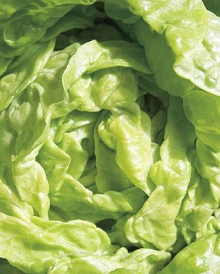 Lettuce - Tom Thumb