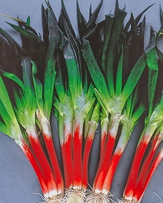 Onions - Red Beard, Scallions