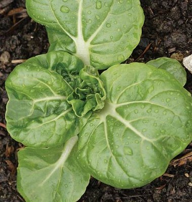Pac Choi - Toy Choy