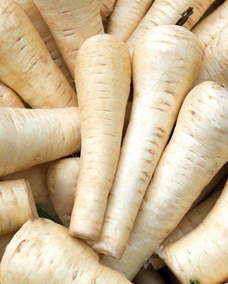 Parsnip - Gladiator