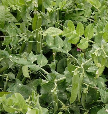 Peas - Avalanche