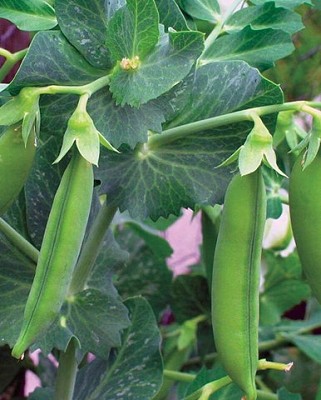Peas - Little Marvel