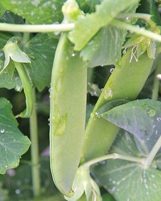 Peas - Oregon Giant Snow