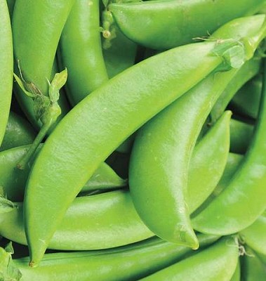 Peas - Sugar Ann