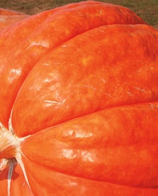 Pumpkin - Dill’s Atlantic Giant