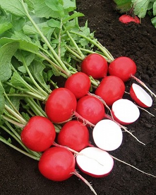 Radishes - Rivoli Coated