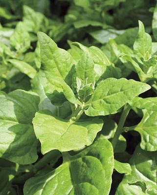 Spinach - New Zealand