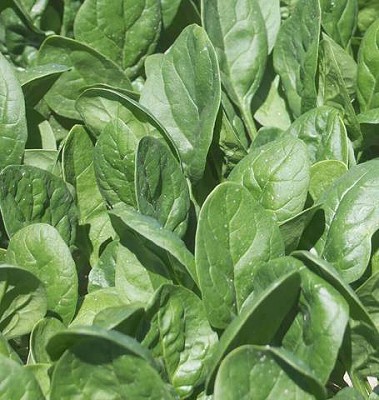 Spinach - Seaside