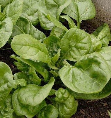 Spinach - Space