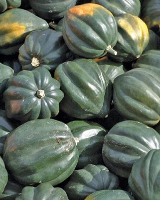 Squash - Acorn, Reno