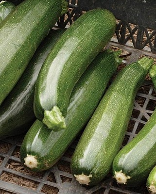 Squash - Black Beauty Zucchini