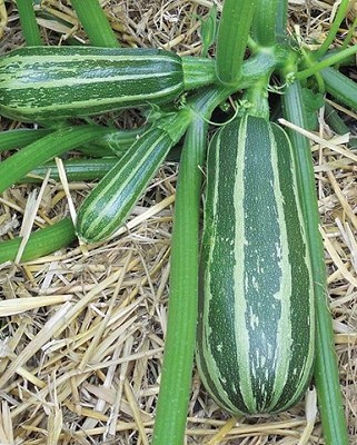 Squash - Bush Baby Marrow