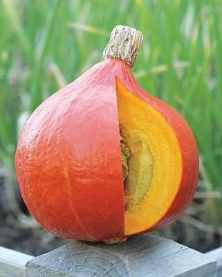 Squash - Buttercup, Uchiki Red Kuri Organic