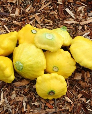 Squash - Scallopini, Sunburst