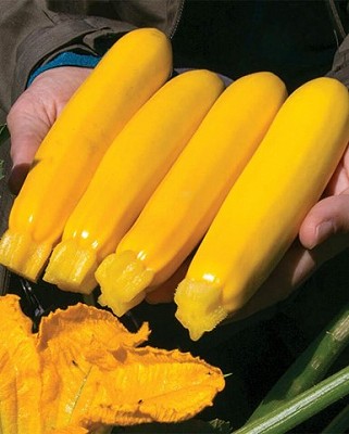 Squash - Yellowfin Zucchini Organic