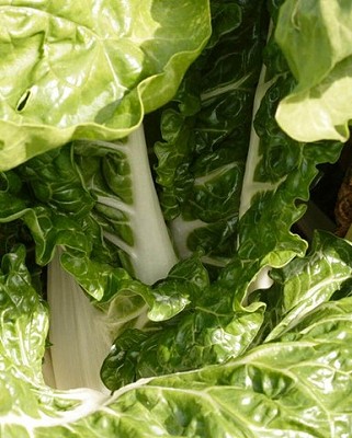 Swiss Chard - Fordhook Giant