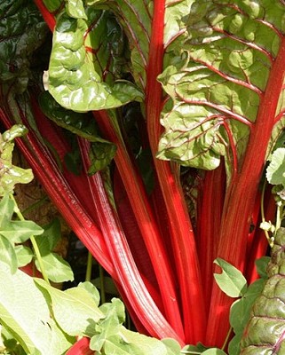 Swiss Chard - Rhubarb Chard