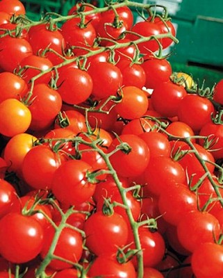 Tomato - Cherry, Sweet Million