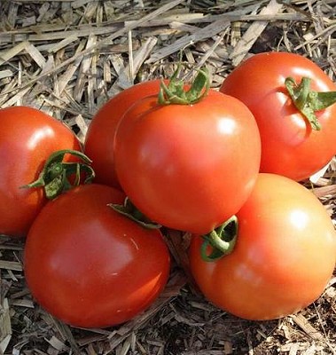 Tomato - Early Girl