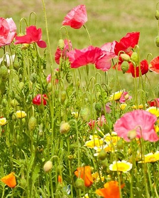 Bee Garden Blend 125 grams (Sprinkle Bag)