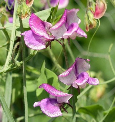 Striped Butterfly Blend (Lathyrus)