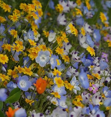 Wildflower - Alternative Lawn Blend - 5grams