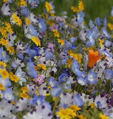 Wildflower - Alternative Lawn Blend - 125grams (sprinkle package)