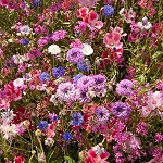 Wildflower seed blend