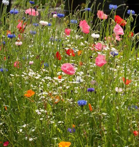 Wildflower Seeds